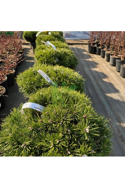 Сосна гірська Benjamin